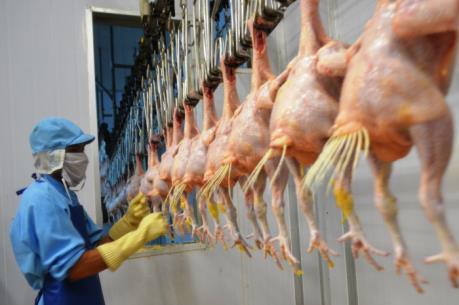 Bước ngoặt của ngành chăn nuôi