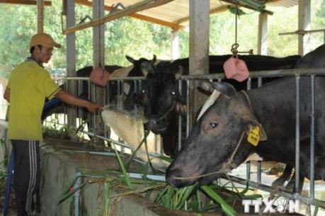 Xây dựng vùng chăn nuôi bò thịt ứng dụng công nghệ cao