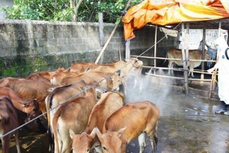 Nguy cơ bùng phát bệnh lở mồm long móng ở Đắk Lắk
