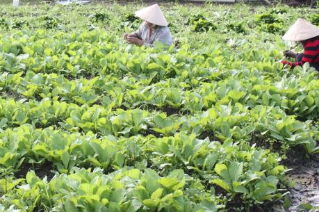 Bạc Liêu: Mô hình trồng màu trên đất vườn tạp mang lại hiệu quả kinh tế cao