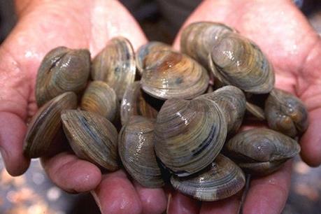 Giá nghêu tăng cao