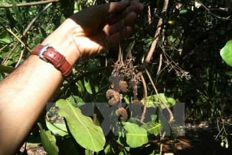 Thời tiết xấu ảnh hưởng chất lượng điều