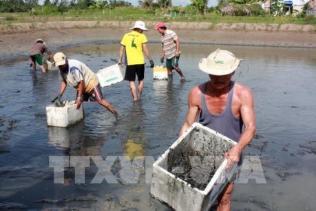 Nhiều mô hình nuôi tôm cho lãi cao  