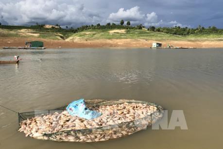 Bộ Công Thương: Cá chết ở Kon Tum không liên quan đến hoạt động của thủy điện