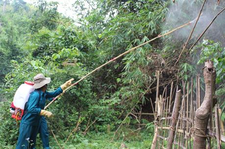 Ứng phó dịch châu chấu tre lưng vàng ở Điện Biên