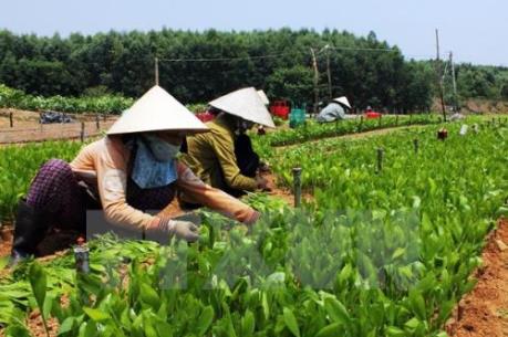 Tổng cục Lâm nghiệp khuyến cáo gì cho mùa vụ trồng rừng 2017?