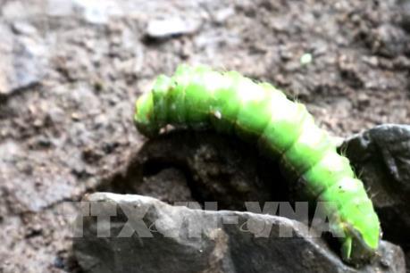 Hàng nghìn con sâu lạ xuất hiện tại Bình Dương