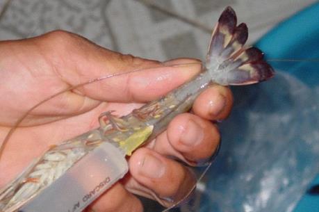 Bắt quả tang 2 cơ sở đang bơm tạp chất vào tôm nguyên liệu