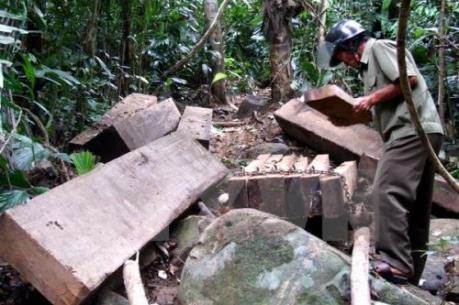 Tây Nguyên đình chỉ hàng trăm cơ sở chế biến gỗ sai phạm