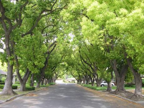 TPHCM sử dụng gỗ đốn hạ cây xanh đô thị làm bàn ghế công viên