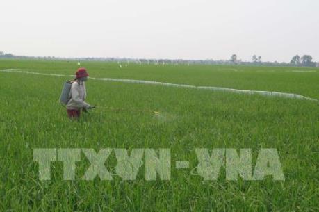 Bệnh đạo ôn cổ bông trên giống lúa Thiên ưu 8 làm nóng nghị trường