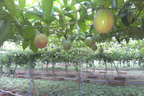 Nhiều sản phẩm nông nghiệp giá xuống thấp