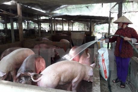 Giá lợn hơi tăng trở lại 4 triệu đồng/tạ