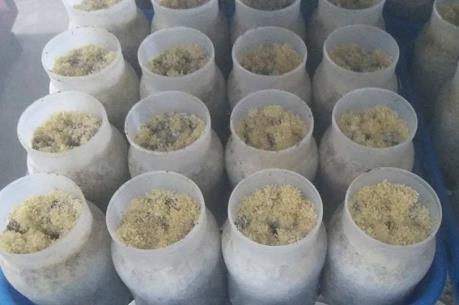 Sản xuất nấm theo công nghệ Nhật Bản