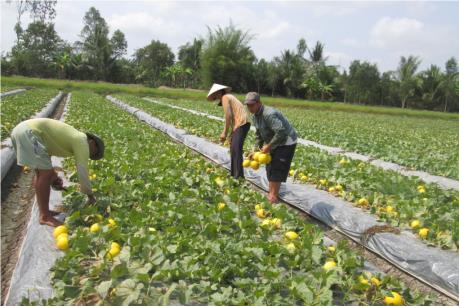 Mô hình sản xuất dưa lê, dưa vàng thơm cho lãi cao