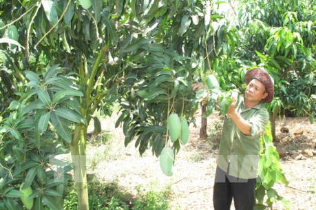 Agricare Việt Nam xuất xoài xanh sang Australia hàng tuần