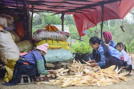 Hòa Phát Quảng Bình sẽ thu mua 6.000 tấn ngô cho nông dân