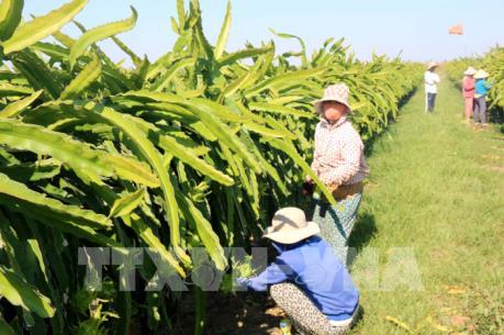Nông nghiệp công nghệ cao: Doanh nghiệp chưa an tâm sản xuất