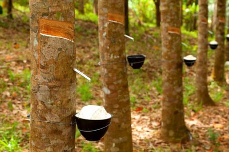 Ba nước ASEAN cân nhắc cắt giảm sản lượng cao su