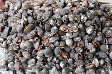 Nuôi sò huyết xen canh trong vuông tôm