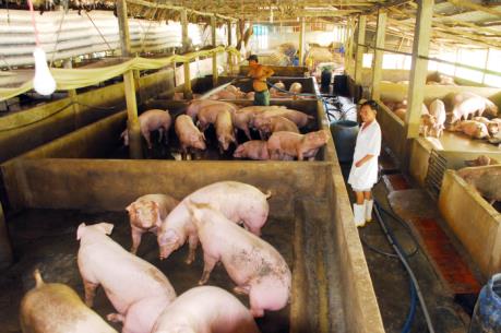 Cà Mau xuất hiện lợn bị bệnh lở mồm long móng
