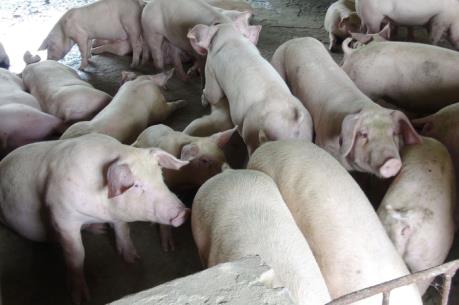 Giá lợn hơi hôm nay 21/9: Giảm mạnh đến 6.000 đồng/kg