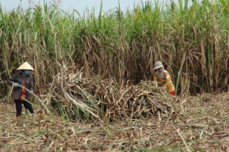Sản xuất mía đường ở ĐBSCL: Thiếu nguyên liệu sản xuất