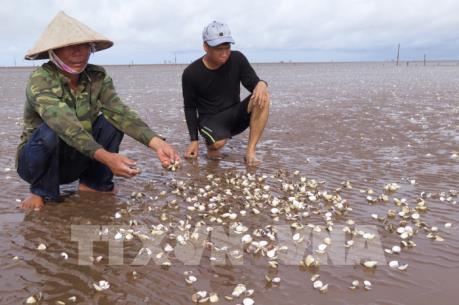 Đã xác định được nguyên nhân ngao chết hàng loạt tại Hải Phòng