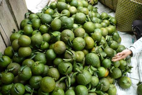 Giá cam sụt giảm mạnh