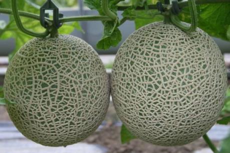 Bốn sào đất cho thu 300 triệu đồng/năm nhờ trồng dưa lưới