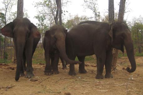 Đàn voi rừng đến Quảng Nam