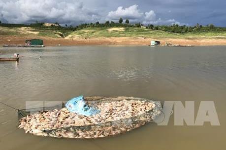 Vụ cá chết bất thường ở hồ thủy điện Pleikrông: Kon Tum hỗ trợ các hộ nuôi cá lồng