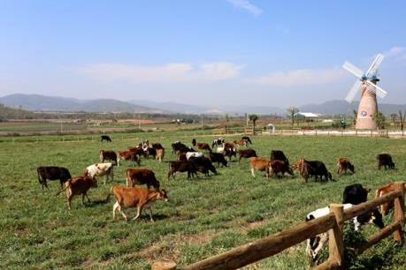 Vinamilk: Hành trình tạo nên thương hiệu giá trị nhất Việt Nam