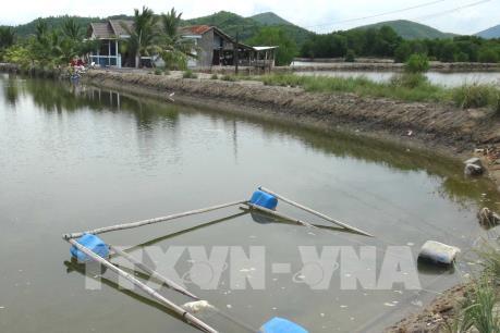 Đánh giá nguyên nhân nuôi tôm thất bại tại Bạc Liêu và Sóc Trăng