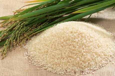 Xuất khẩu gạo Japonica bất ngờ tăng "khủng"