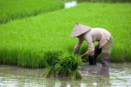 Nông nghiệp Trung Quốc mất dần thị phần