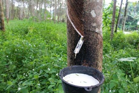 Ba quốc gia sản xuất mủ cao su lớn nhất Đông Nam Á tính chuyện giảm xuất khẩu