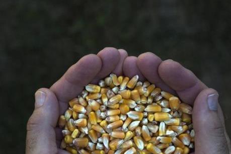 Thị trường nông sản tuần qua: Giá ngô và lúa mỳ đi lên