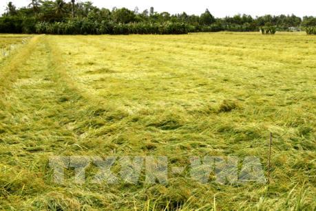 Mưa bão khiến nhiều diện tích lúa Hè Thu bị đổ ngã