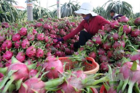 Bình Thuận phát triển mạnh thanh long VietGAP