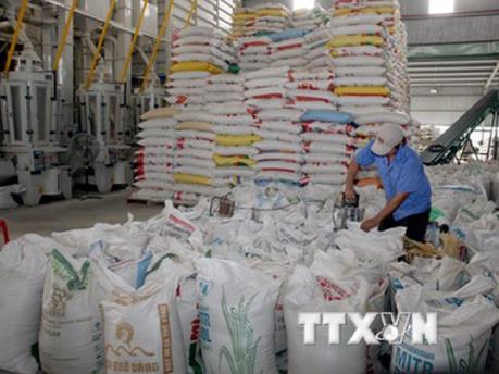 Philippines mở thầu nhập khẩu 250.000 tấn gạo: Doanh nghiệp Việt Nam có tiếp cận?