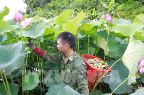 Trồng sen kết hợp nuôi cá ở xã miền núi Quang Sơn