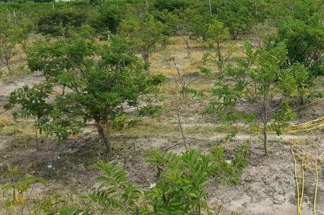 Tây Ninh thu hồi trên 1.300 ha đất trồng cây sai quy định