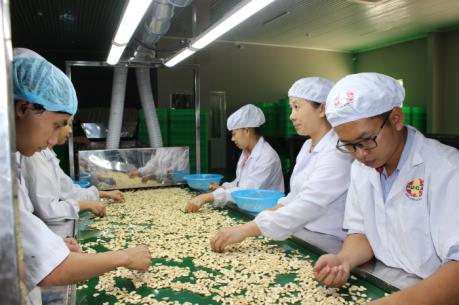 Ngành điều "đau đầu" với bài toán nguyên liệu nhập khẩu