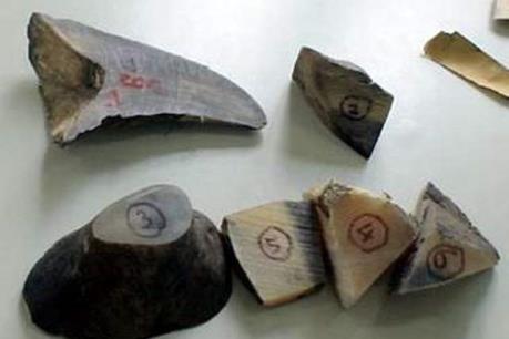 Tạm giữ ba đối tượng vận chuyển trái phép 10 khúc sừng tê giác