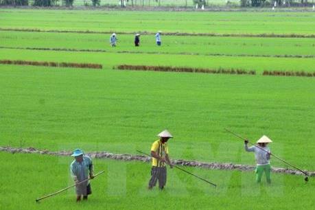 Đồng bằng sông Cửu Long xuống giống lúa Thu Đông đạt thấp