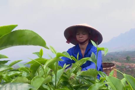 Mở hướng phát triển bền vững từ cây chè Mộc Châu
