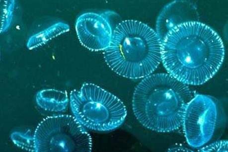 Đã tìm ra loại bọt biển có thể chữa ung thư tuyến tụy