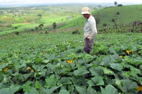 Người nông dân lao đao vì bí đỏ mất mùa, trượt giá
