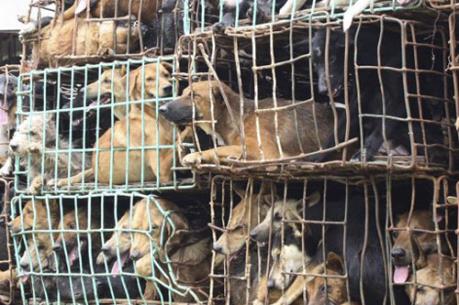 Bắt giữ đối tượng trộm chó ở Đồng Nai: Người dân có nguy cơ bị phơi nhiễm HIV